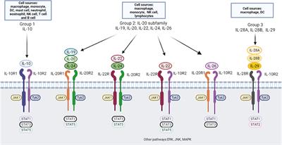 IL-10 family cytokines in chronic rhinosinusitis with nasal polyps: From experiments to the clinic